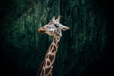 Brown giraffe focus photography
